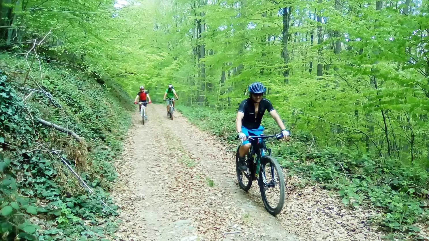 Mountain bikers on a forest trail
