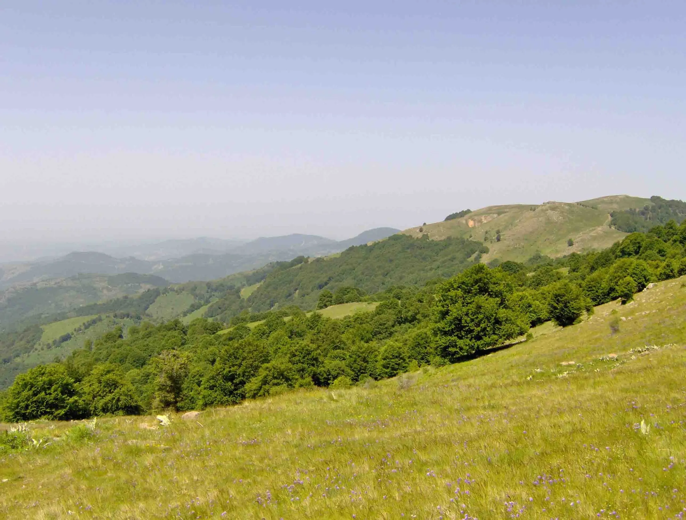 Green slopes and forests of the Osogovo Mountains