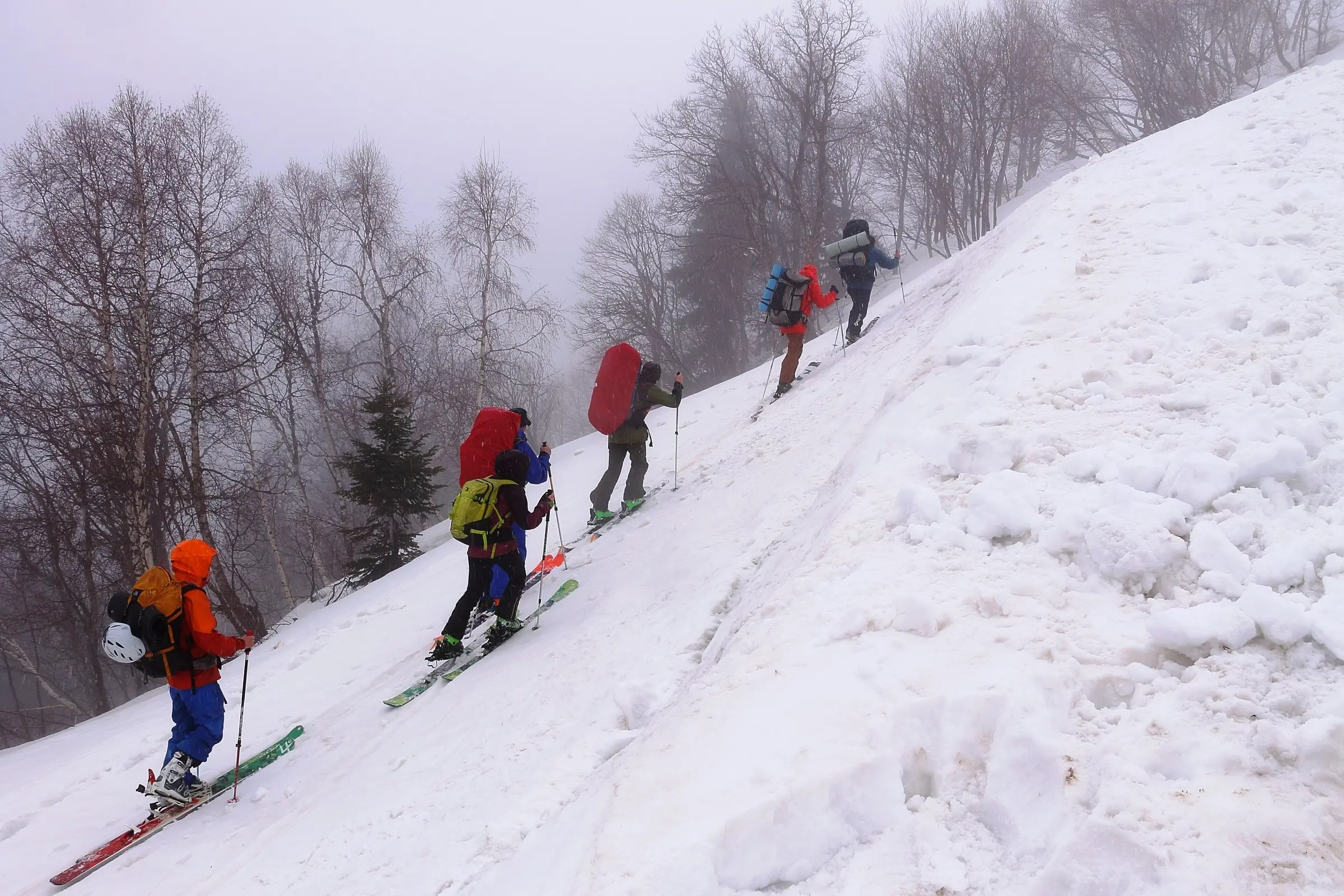 Ski tourers climbing on skins through a snowy forest