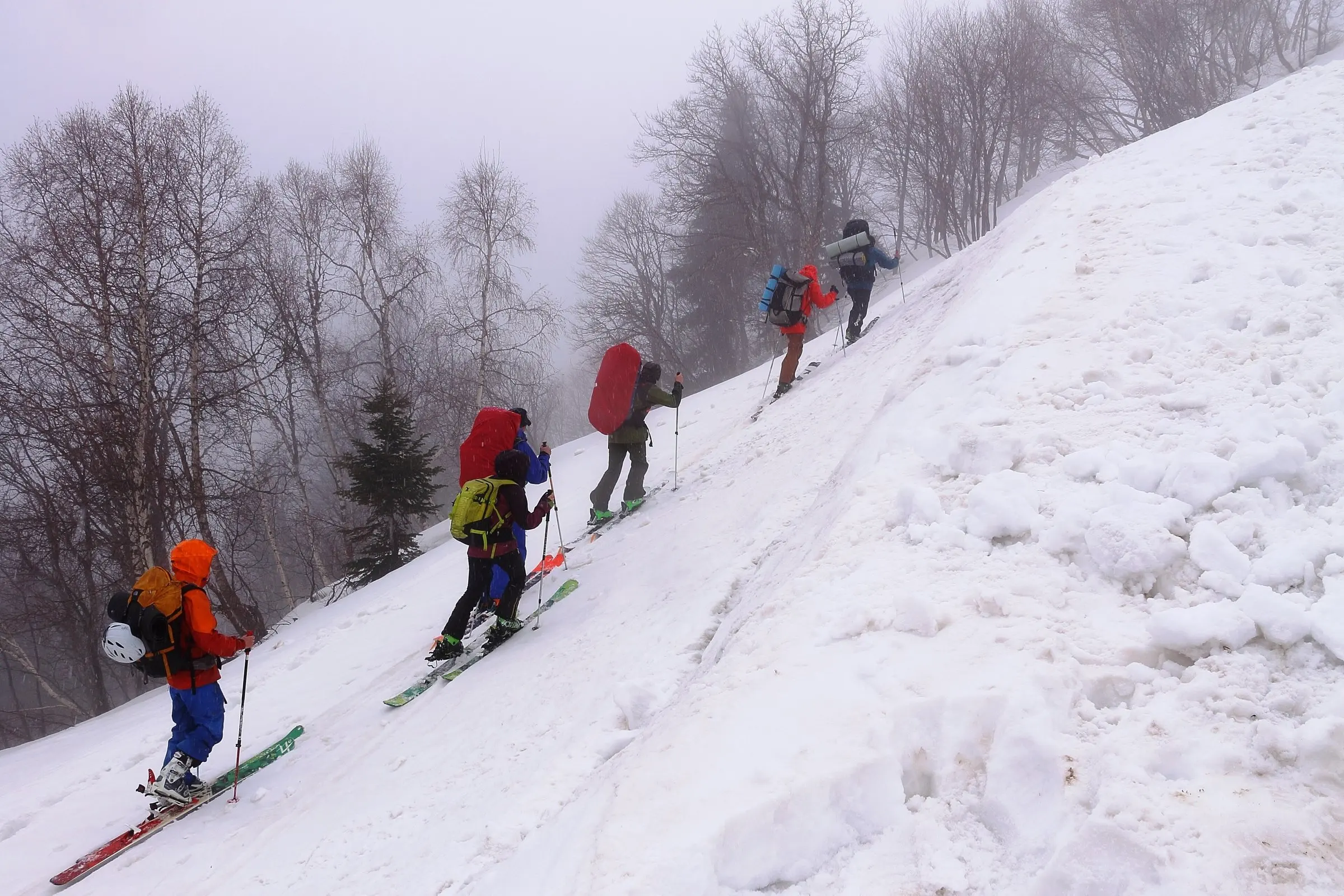 Ski tourers climbing on skins through a snowy forest