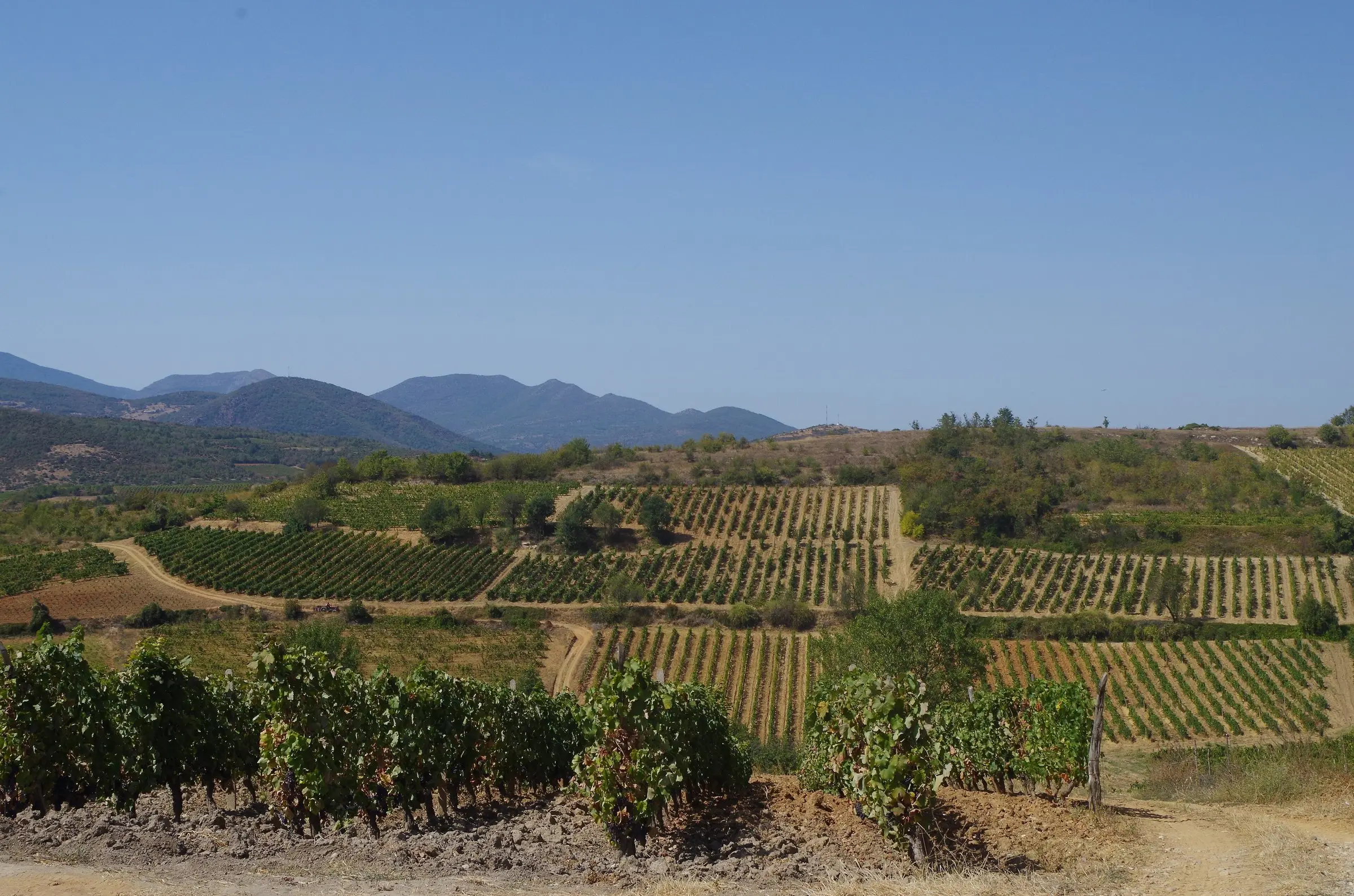 Vineyards near Begniste in the Tikves wine region