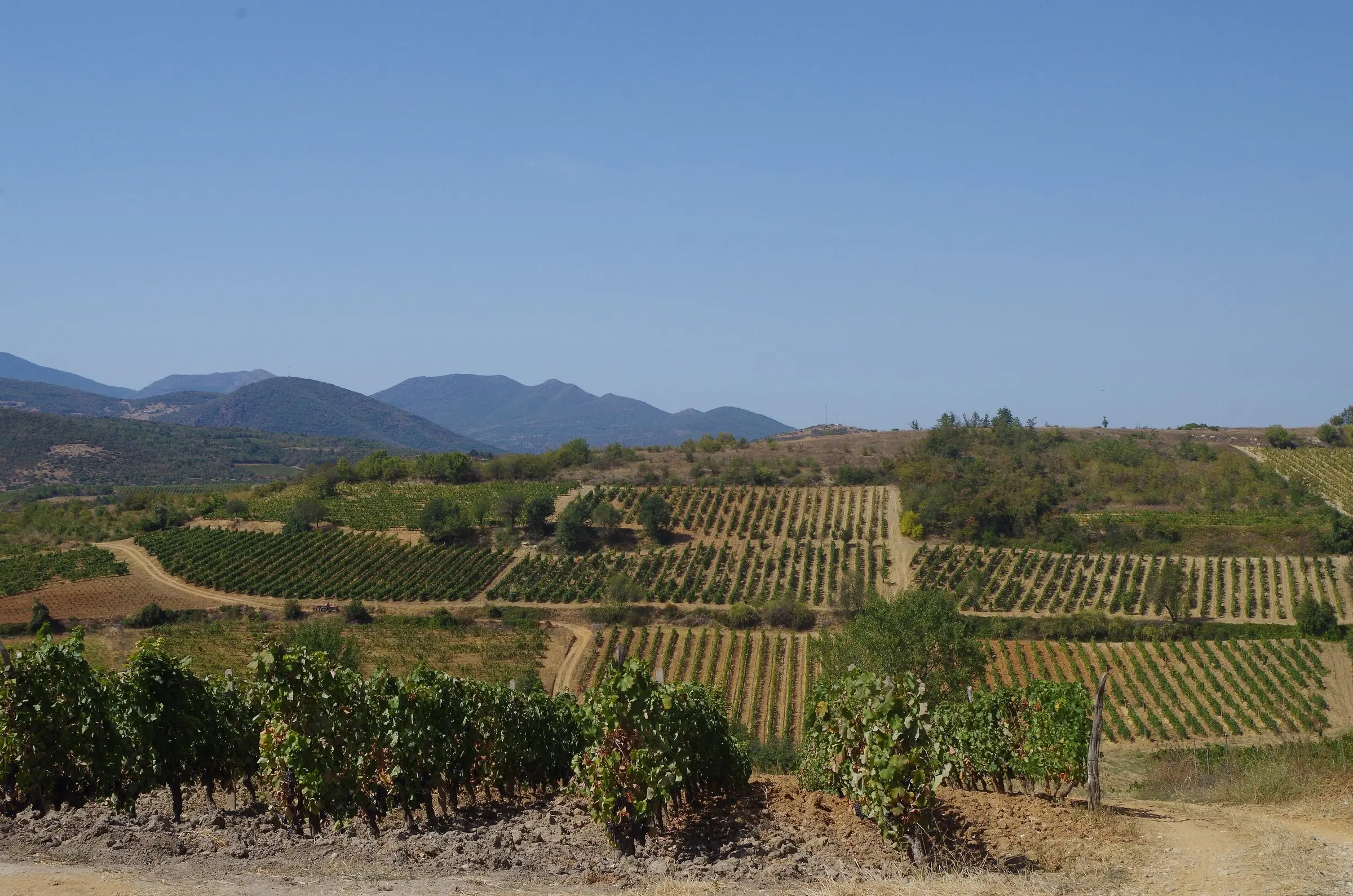 Vineyards near Begniste in the Tikves wine region